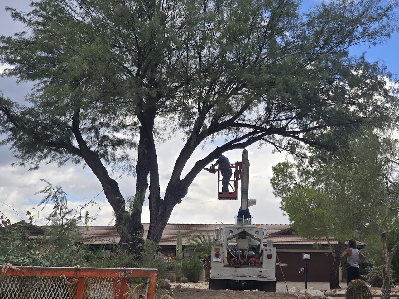Tree trimming and removals - yard clean up | Centurion Landscaping project