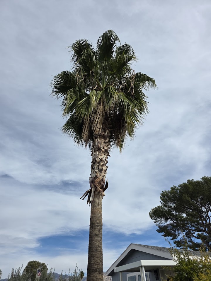Tree trimming and removals - yard clean up | Centurion Landscaping project